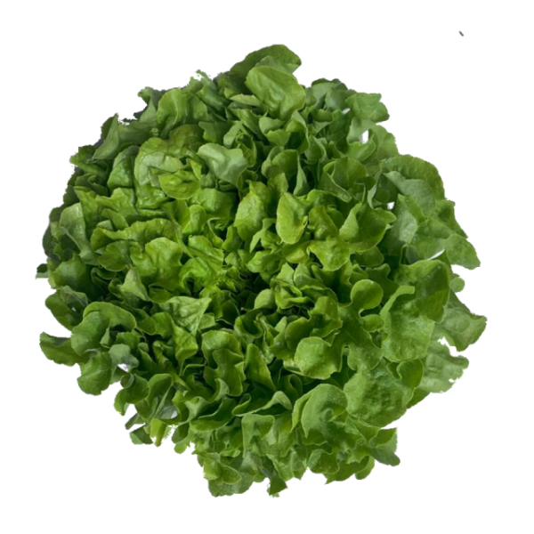 Eichblattsalat grün 
