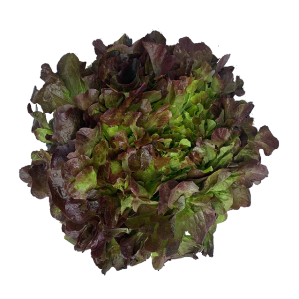 Eichblattsalat rot