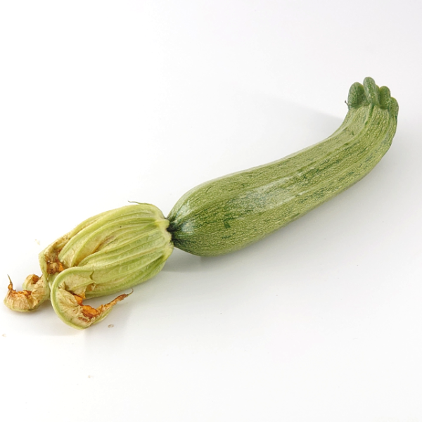 Zucchini hellgrün 