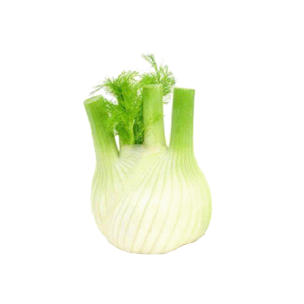 Fenchel