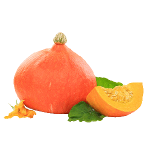 Hokkaido Kürbis